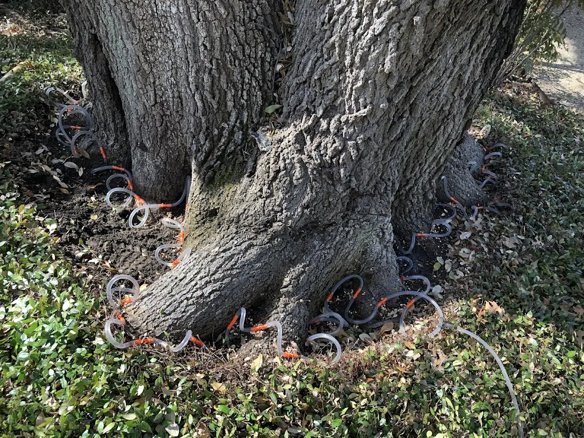 Detailed Tree Cabling and Bracing job site in Barnesville